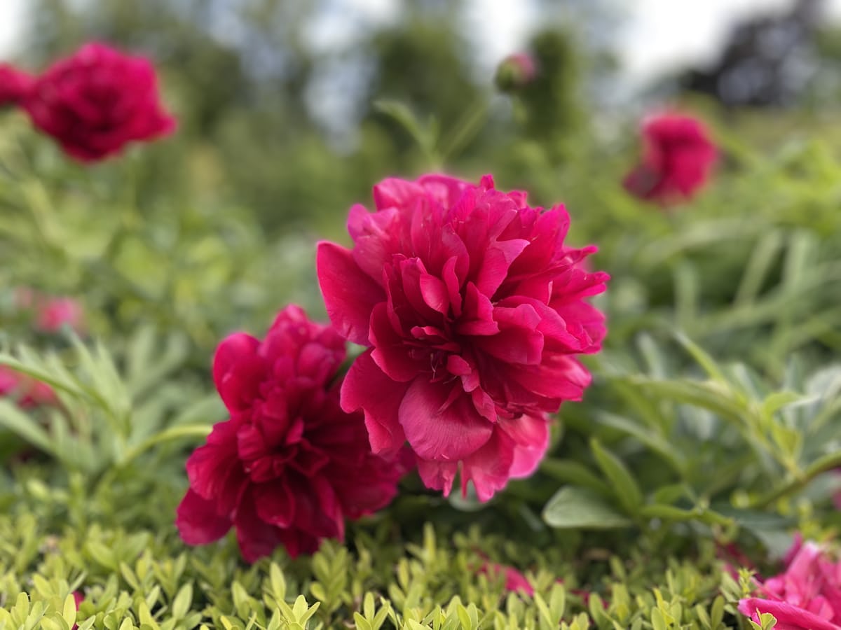 Mobirise Website Builder